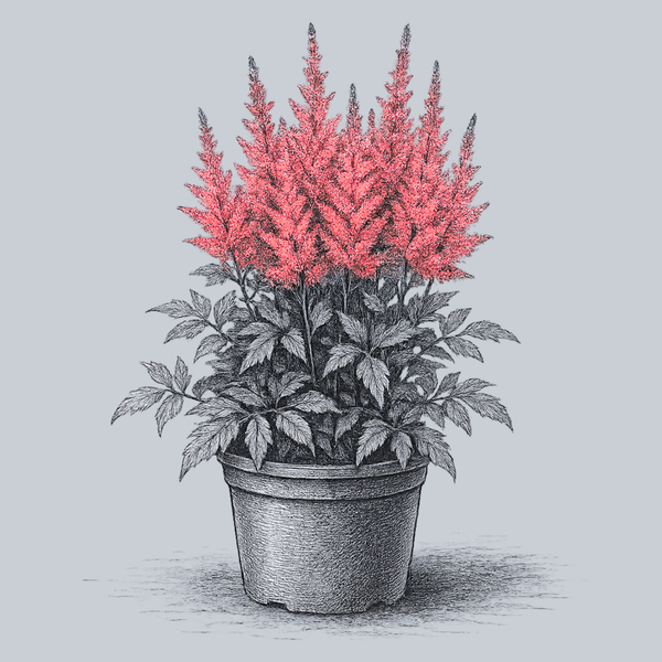 Younique Ruby Red Astilbe