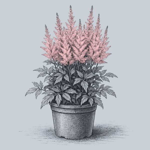 Younique Silvery Pink Astilbe