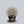 Load image into Gallery viewer, Yuki Cherry Blossom Deutzia
