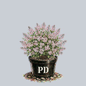 Yuki Cherry Blossom Deutzia