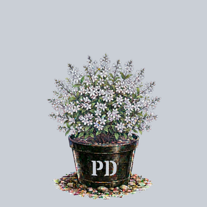 Yuki Snowflake Deutzia