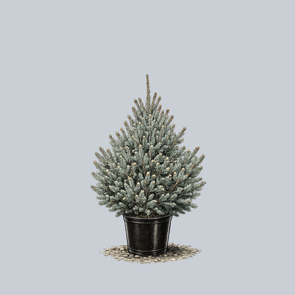 Yukon Blue White Spruce