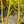 Load image into Gallery viewer, Yellow-Twig Dogwood
