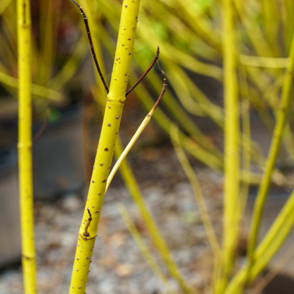 Yellow-Twig Dogwood