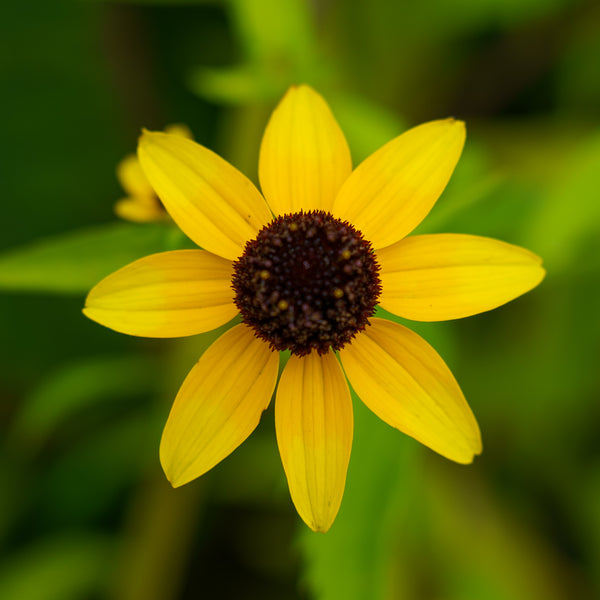 Yellow Coneflower