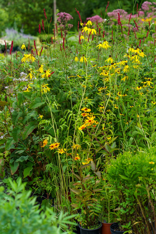 Yellow Coneflower