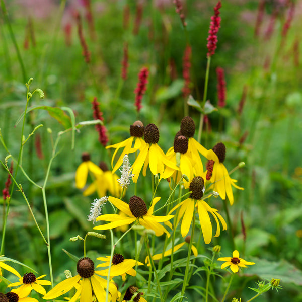 Yellow Coneflower