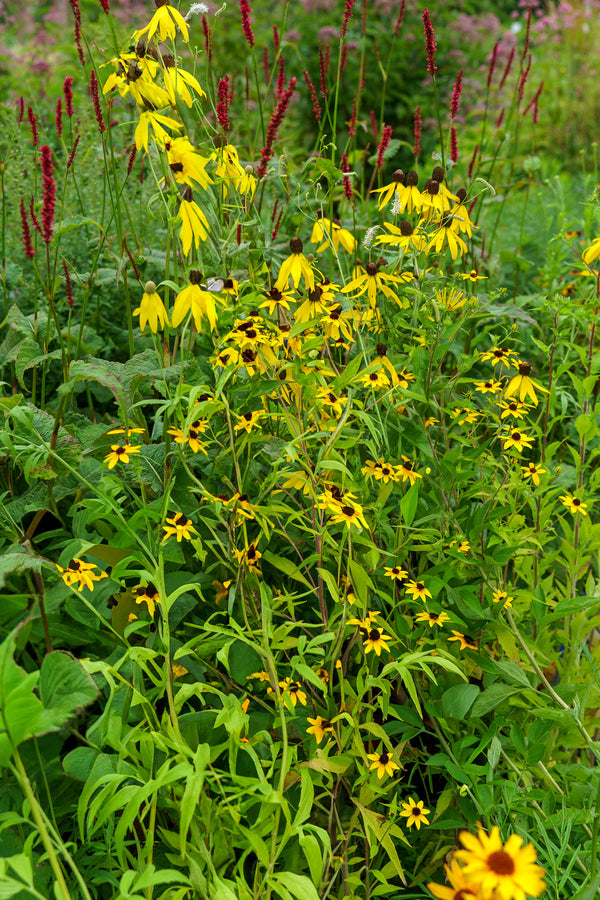 Yellow Coneflower