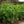 Load image into Gallery viewer, Yukon Belle Pyracantha
