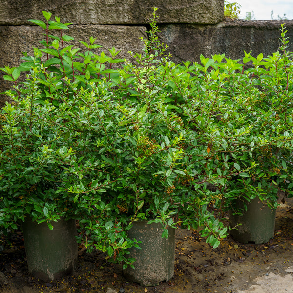 Yukon Belle Pyracantha