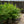 Load image into Gallery viewer, Yukon Belle Pyracantha
