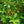 Load image into Gallery viewer, Yukon Belle Pyracantha
