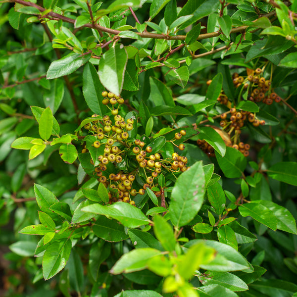 Yukon Belle Pyracantha