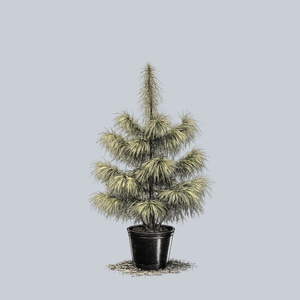 Zebrina Himalayan Pine