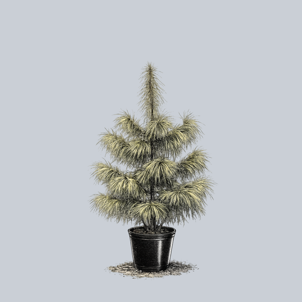 Zebrina Himalayan Pine