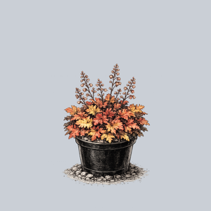 Zipper Coral Bells