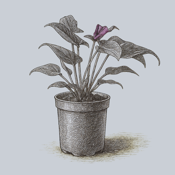 anthurium grown in water Zizou Anthurium – Plant Detectives