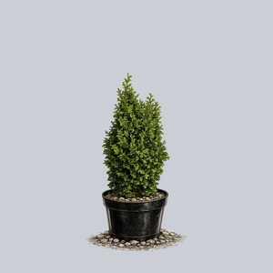 Zmatlik Arborvitae