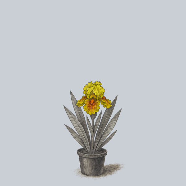 Zooboomafoo Bearded Iris