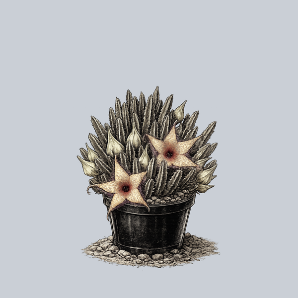 Zulu Giant Carrion Flower