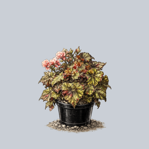 Zumba Rex Begonia