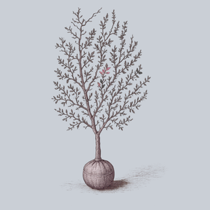 Zydeco Twist Black Gum