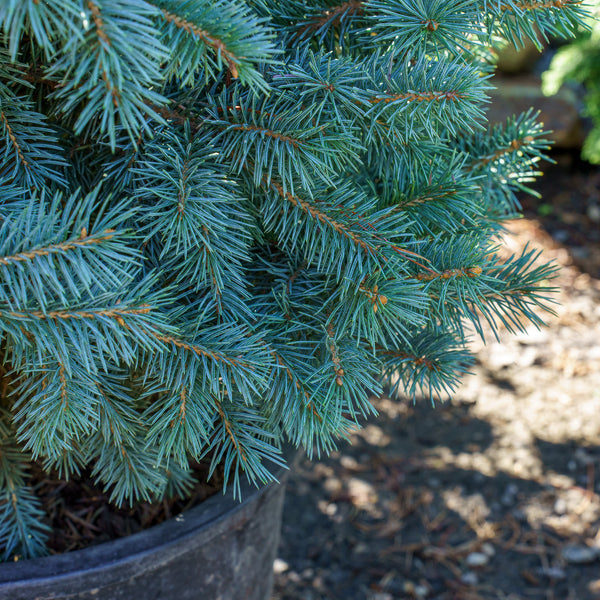 Zafiro Colorado Spruce