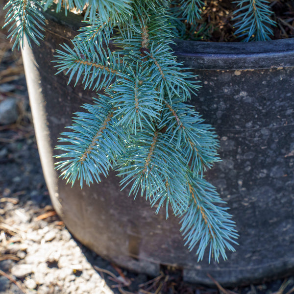 Zafiro Colorado Spruce