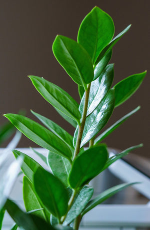 ZZ Plant Leaves