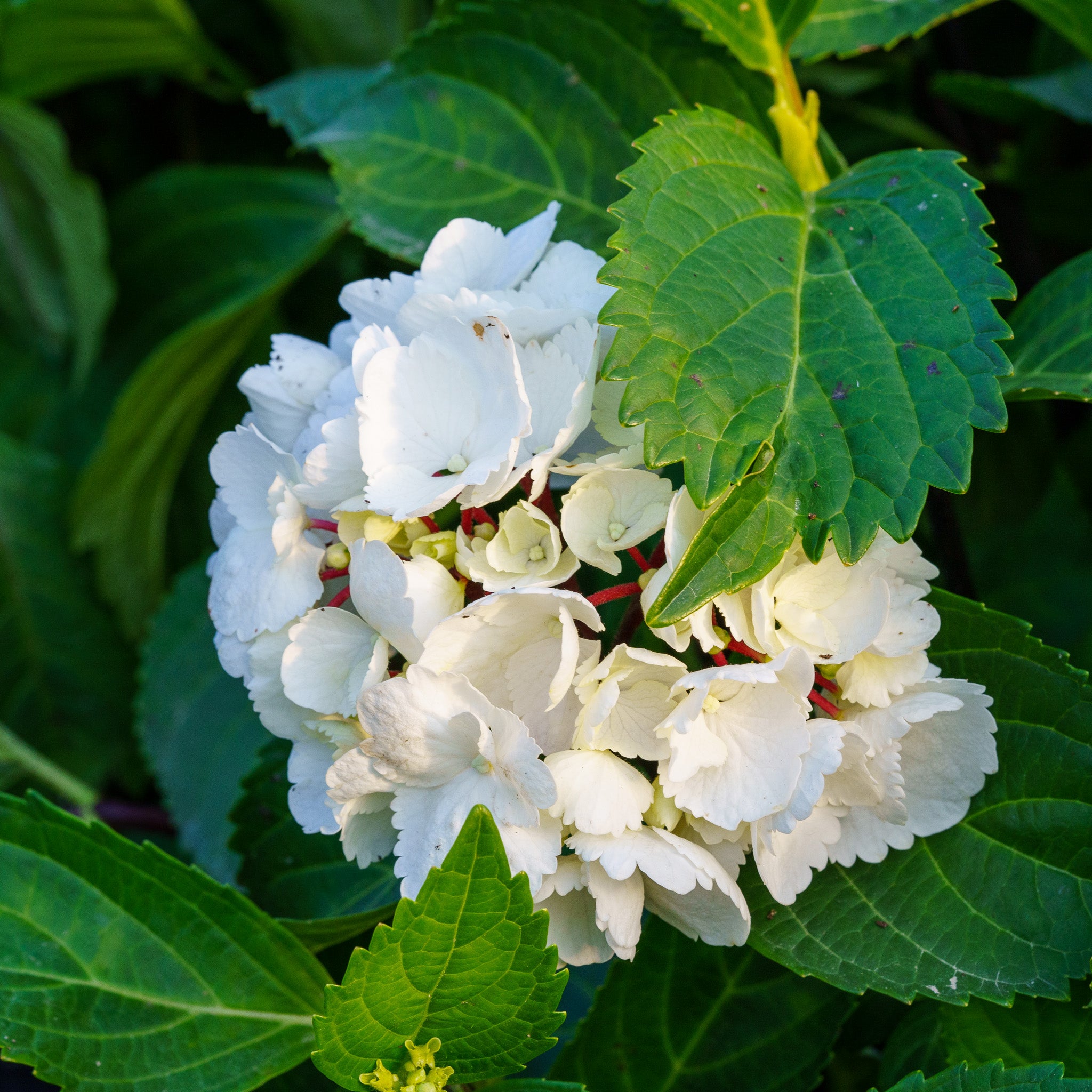 ガパオライス　NEIGHBORHOOD xJeff Decker Onyx Zebra Bigleaf Hydrangea – Plant Detectives