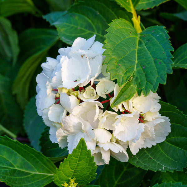 Onyx Zebra Hydrangea - Hydrangea - Shrubs