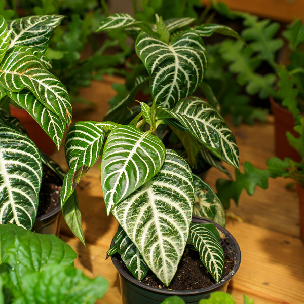 Zebra Plant