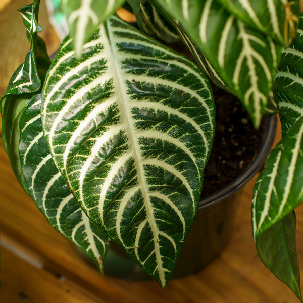 Zebra Plant