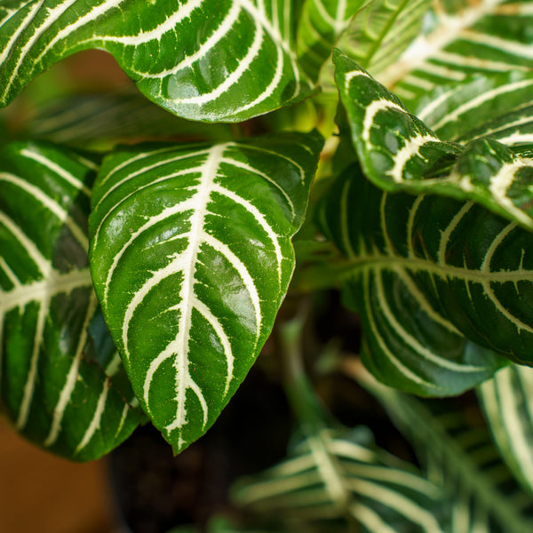 Zebra Plant