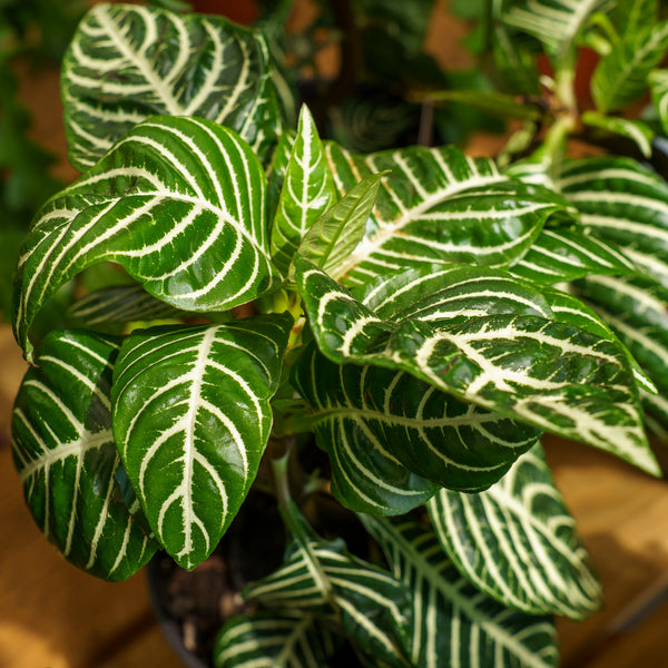 Zebra Plant