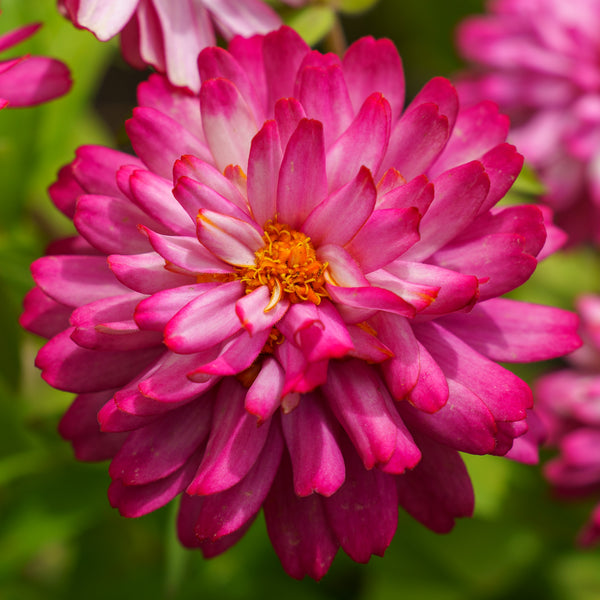 Zinnia