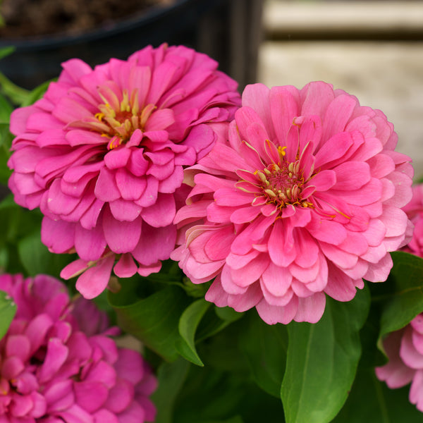 Zinnia