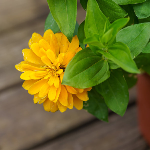 Zinnia