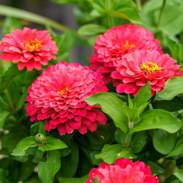 Zinnia