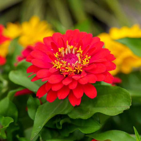 Zinnia