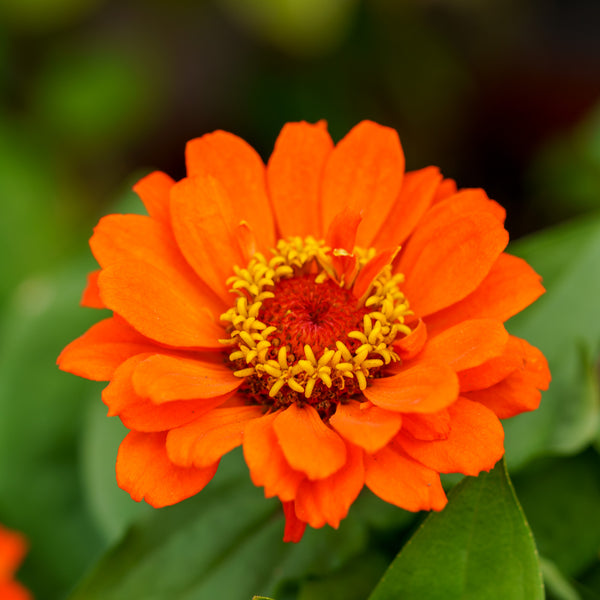 Zinnia