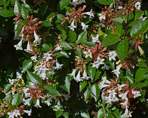 Abelia Leaves and Flowers