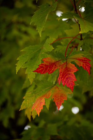Red Maple Leaves Color Change