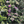 Load image into Gallery viewer, Pink Elf French Hydrangea - Hydrangea - Shrubs
