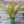Load image into Gallery viewer, BROMELIAD GUZMANIA ASSORTED 6in HOUSE PLANTS Plant Detectives   
