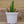 Load image into Gallery viewer, Assorted Cactus - Other Houseplants - Houseplants
