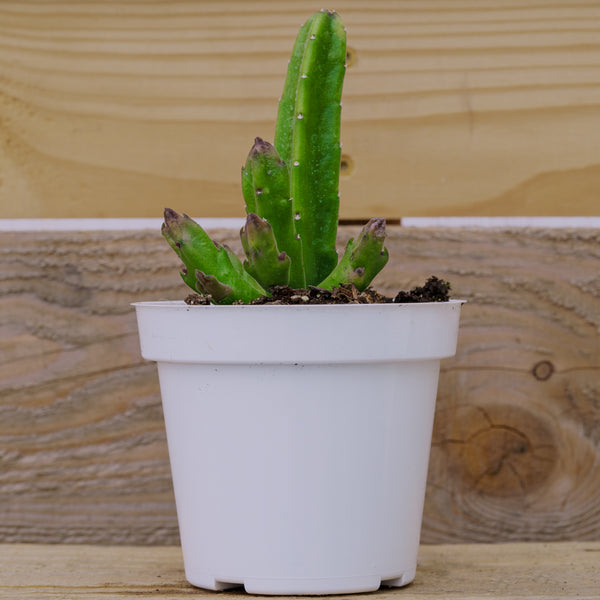 Assorted Cactus - Other Houseplants - Houseplants