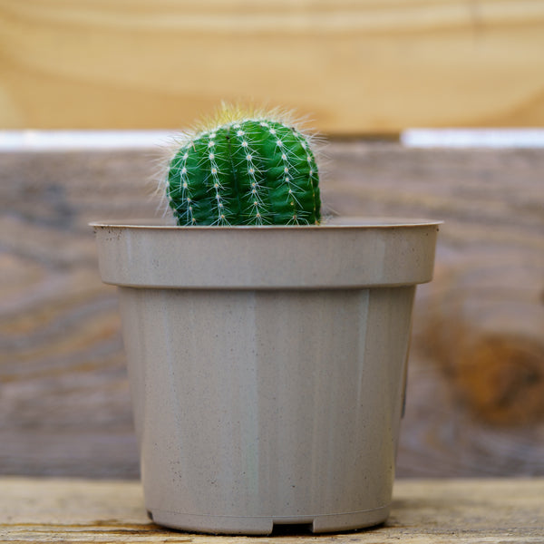 Assorted Cactus - Other Houseplants - Houseplants