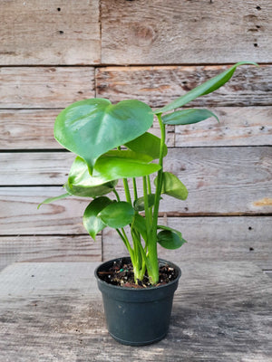 PHILODENDRON McCOLLEY'S FINALE 4.5&quot; - Philodendron -