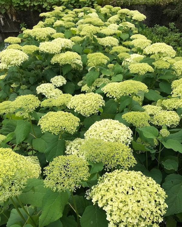 HYDRANGEA  ARB. ANNABELLE #5 CONTAINER Plant Detectives   